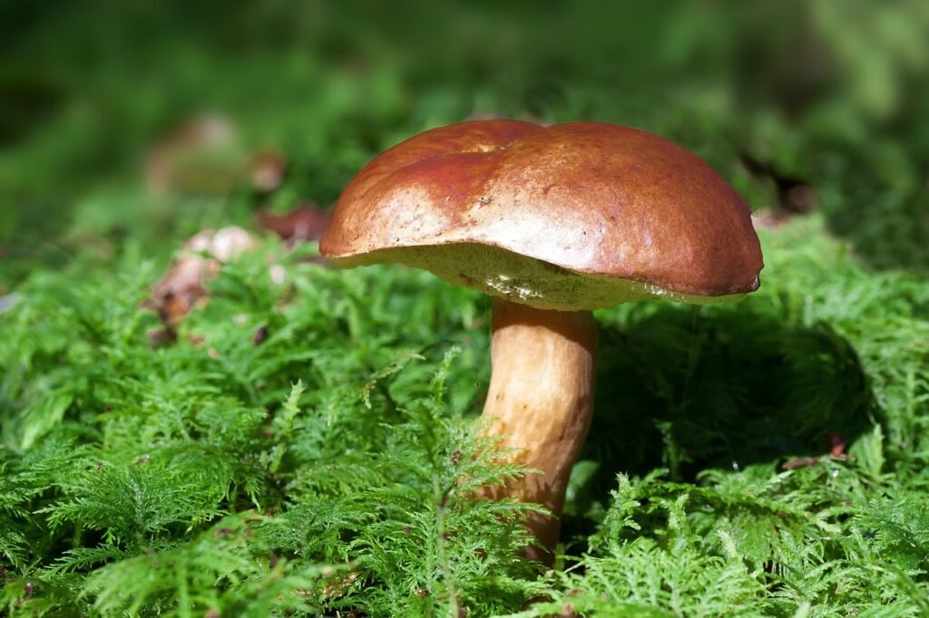 sienen, bay tatti, boletus badius, luonne, sammal, metsäsieniä, spore, sieni, itiöemä, sienilevyt, sienilajeja, sienilajit, m