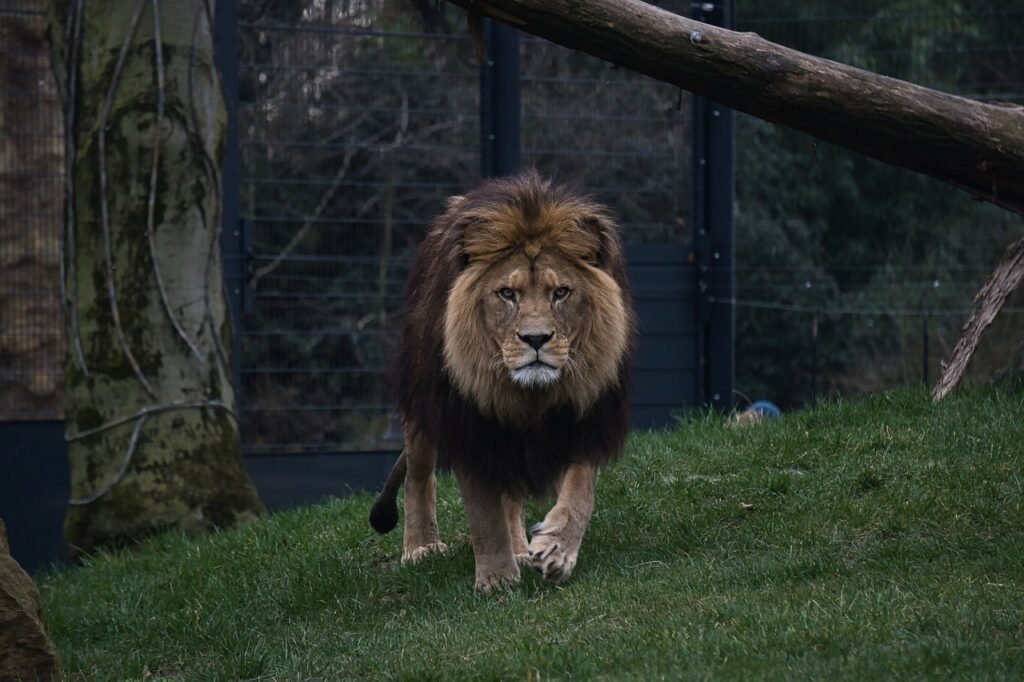 leijona, eläintarha, zoo heidelberg, harja, iso kissa, luonne, villieläin, eläin, maskuliini, vaarallinen, villikissa, lihans