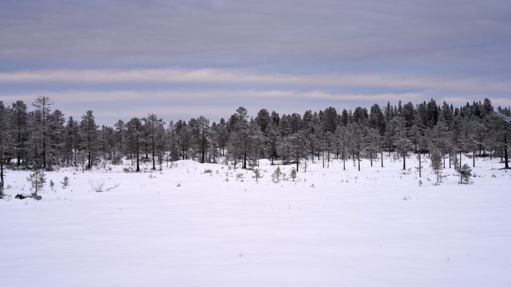 Lumipeitteinen mäntymetsä pilvisellä taivaalla vangitsee rauhallista talvikautta.