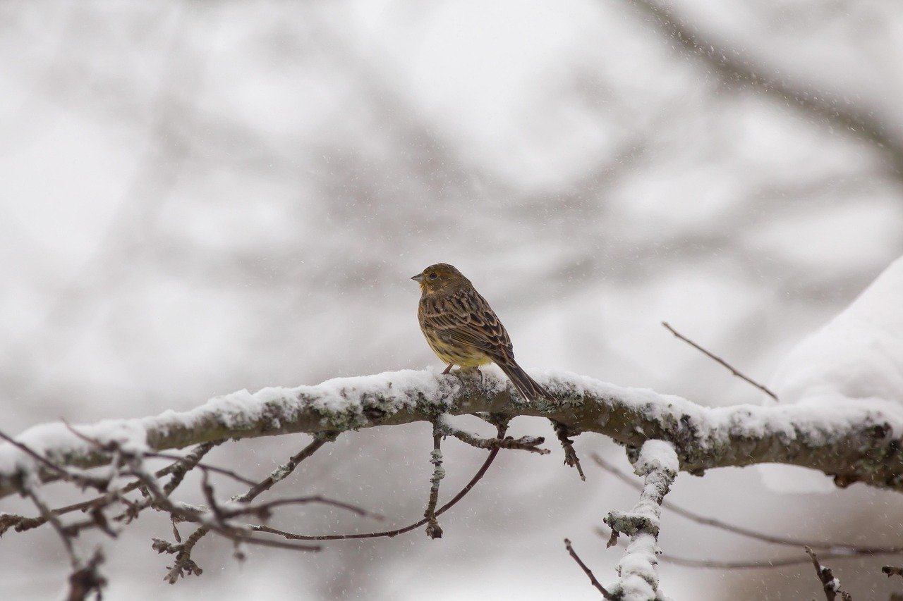 yellowhammer, winter, finland, emberiza citrinella