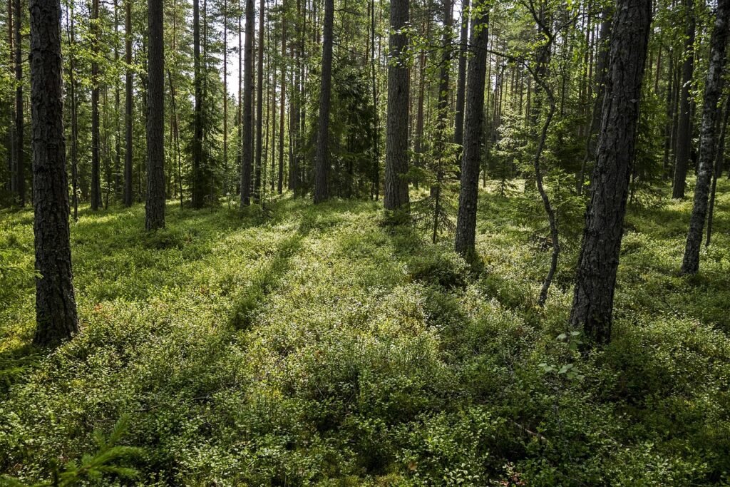 wood, summer, finland, nature, maisema, kesä, metsä