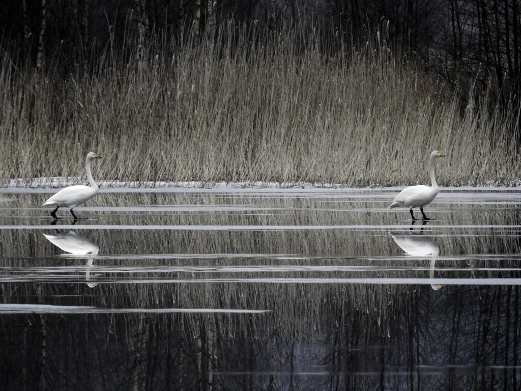 whooperswan, finland, nature, lake, spring, finland, finland, finland, finland, finland