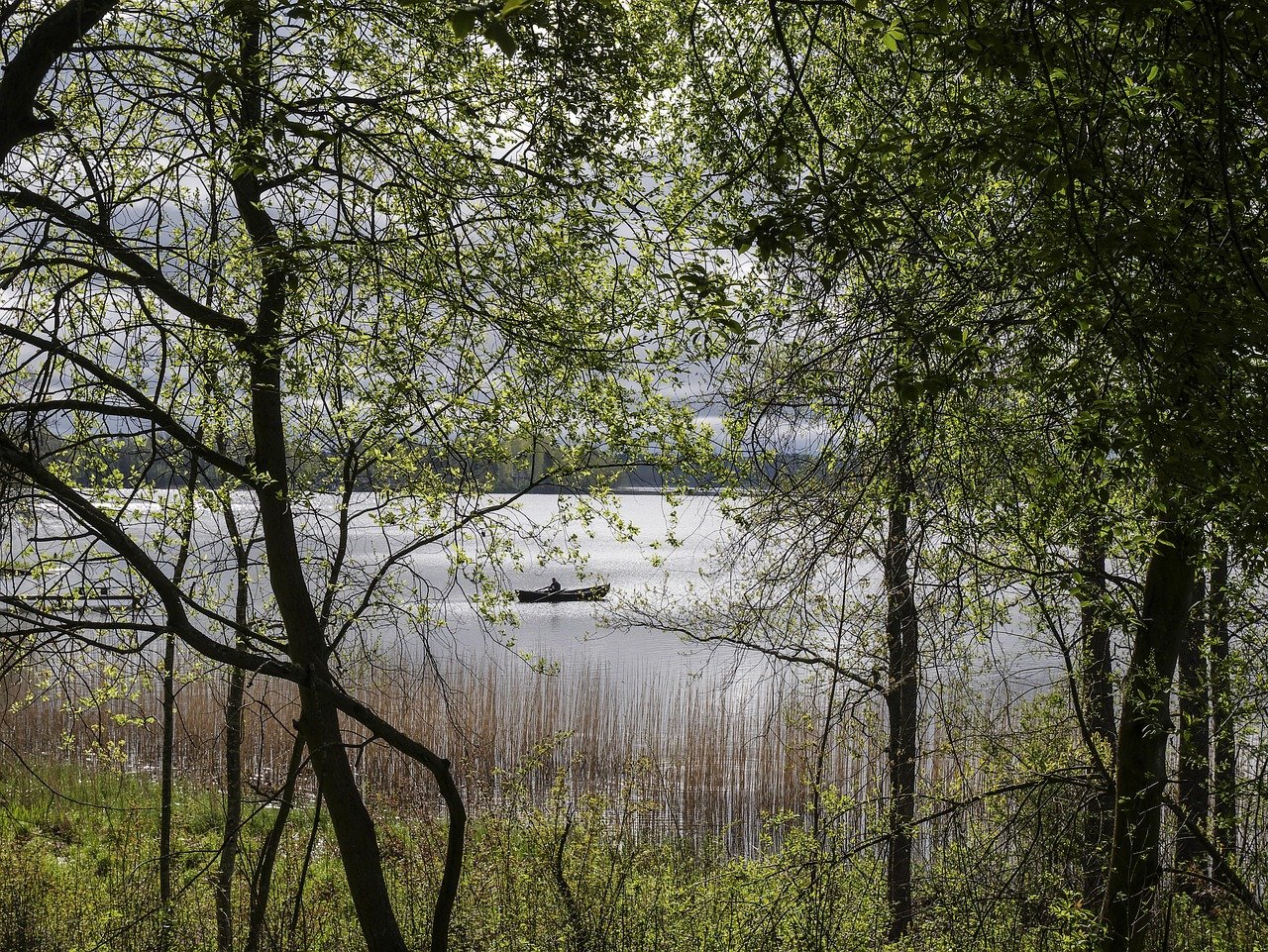 järvi, soutaja, maisema, luonne, vene, kevät, hiirenkorvat, finland, lakeview, spring, boat