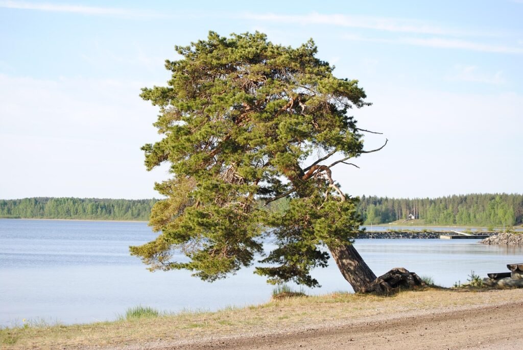 manamansalon portti, tree, luonne, finland