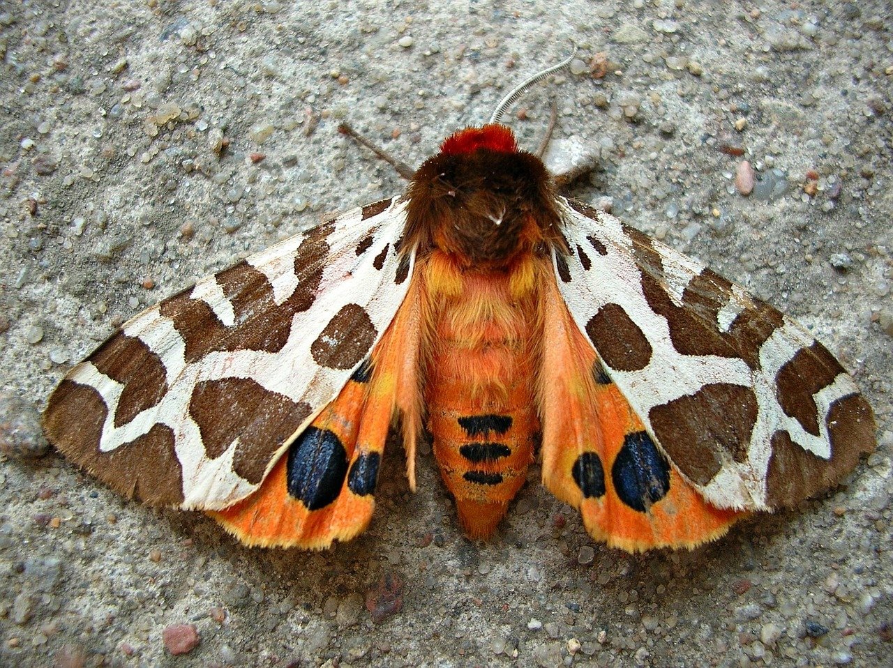 perhonen, hyönteinen, puutarha tiger moth, kaja, siivet, värit, oranssi, luonto, kesä
