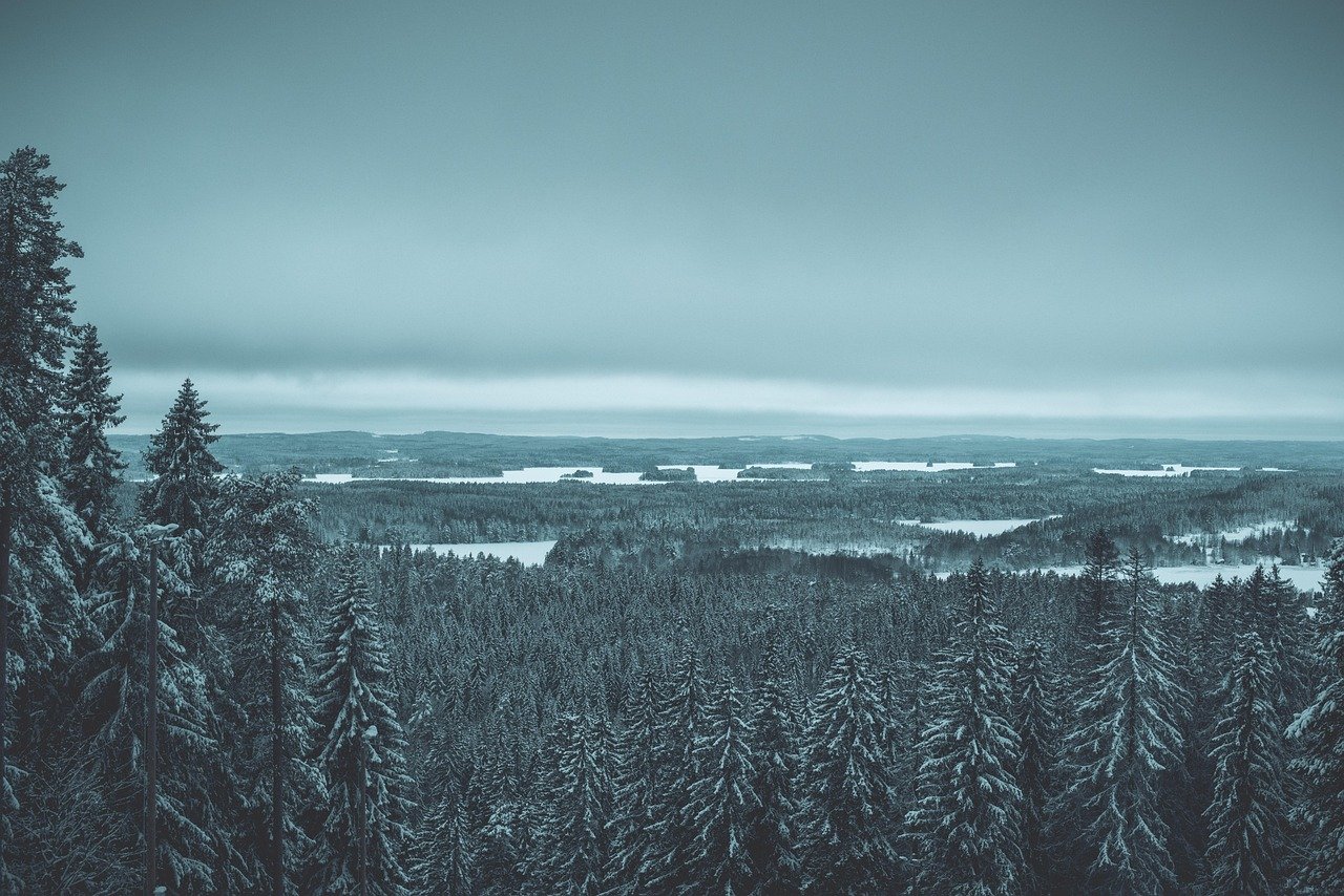talvi, lumi, luonne, puita, kausiluonteinen, kuusi, metsä, puu, maisema, maisemia, kuopio, suomi