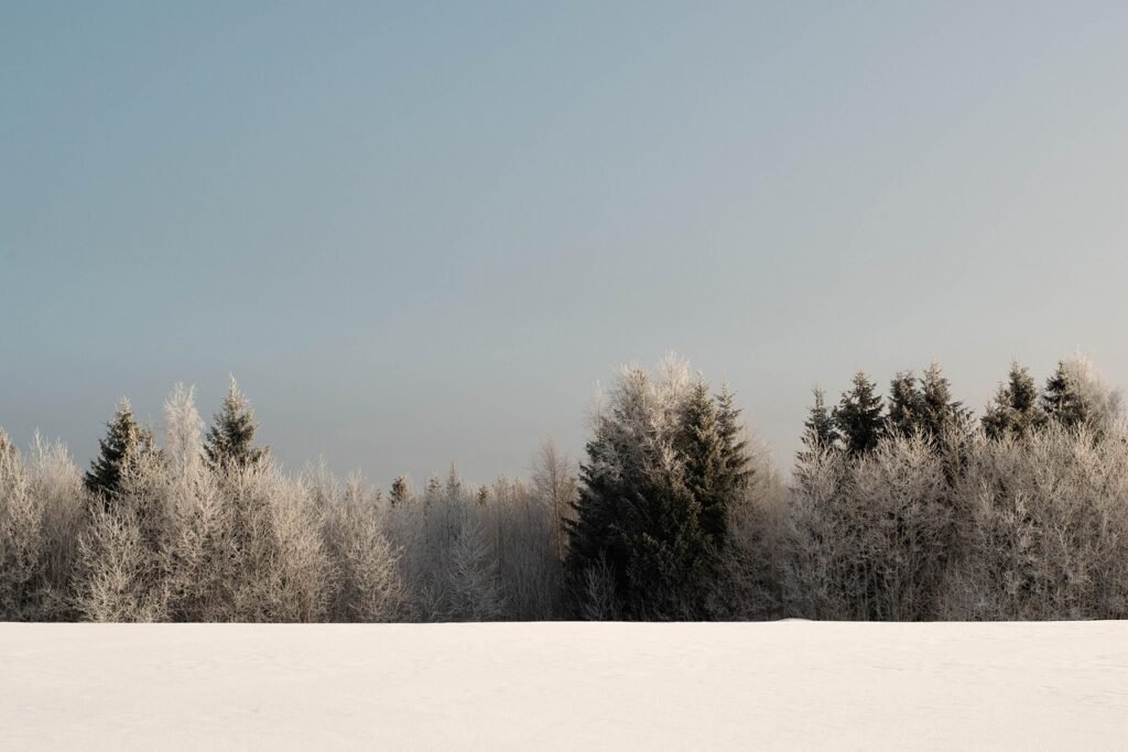 puita, lumi, kenttä, talvi, kylmä, jäinen, horisontti, suomi, vuokatti, sotkamo, luonne, maisema