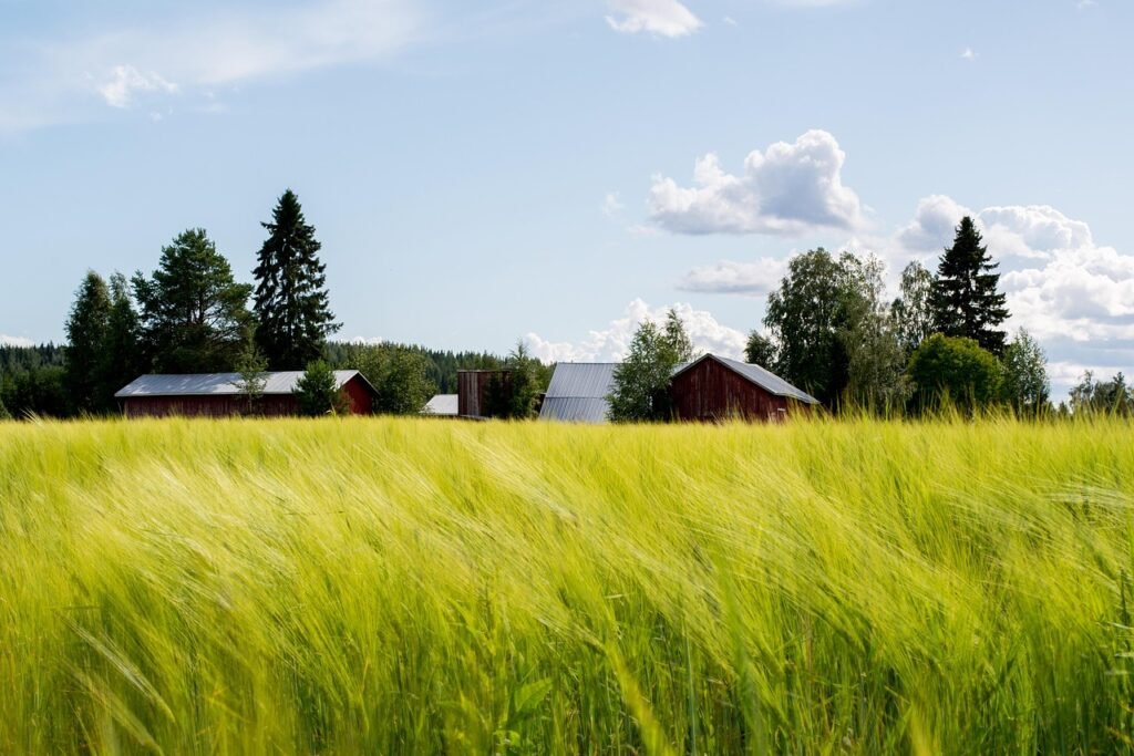 kenttä, viljaa, maatalous, viljely, sato, kasvi, maatila, viljelysmaata, luonne, maalaistalo, navetta, pilvet, kolme, ohra, s