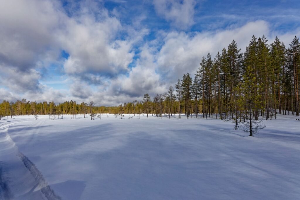 Laaja luminen maisema ikivihreiden puiden alla kirkkaan sinisen taivaan kanssa ja pilviä.
