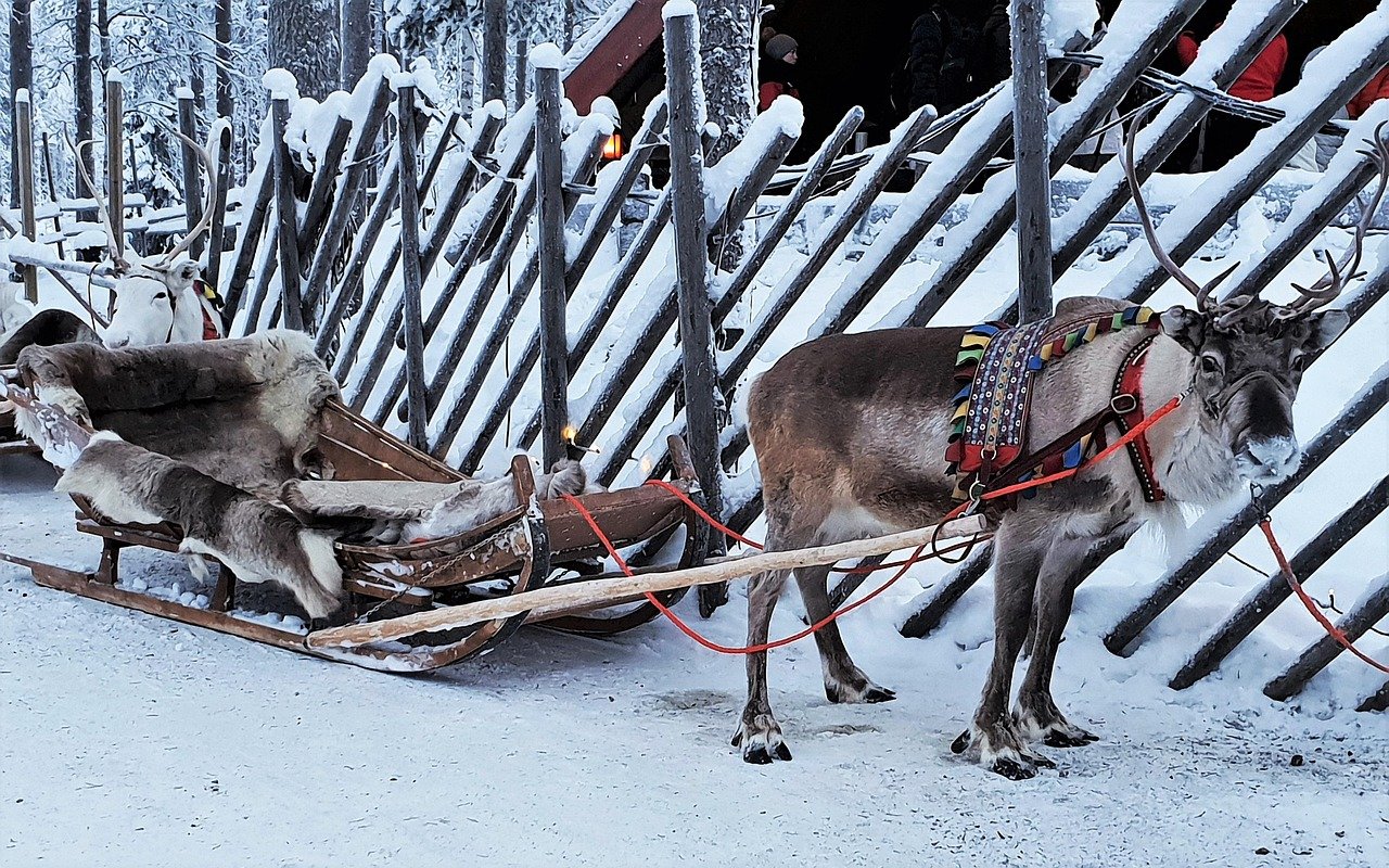lapin, poro, lumi, seurakunta, dec, jäinen, eläimet, diaesitys, matkailukohde, luonne, turkis, kylmä, luminen, perinne, seikk