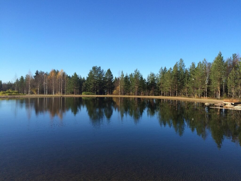 metsä, arktinen, luonne, talvi, lappi, rovaniemi, suomi