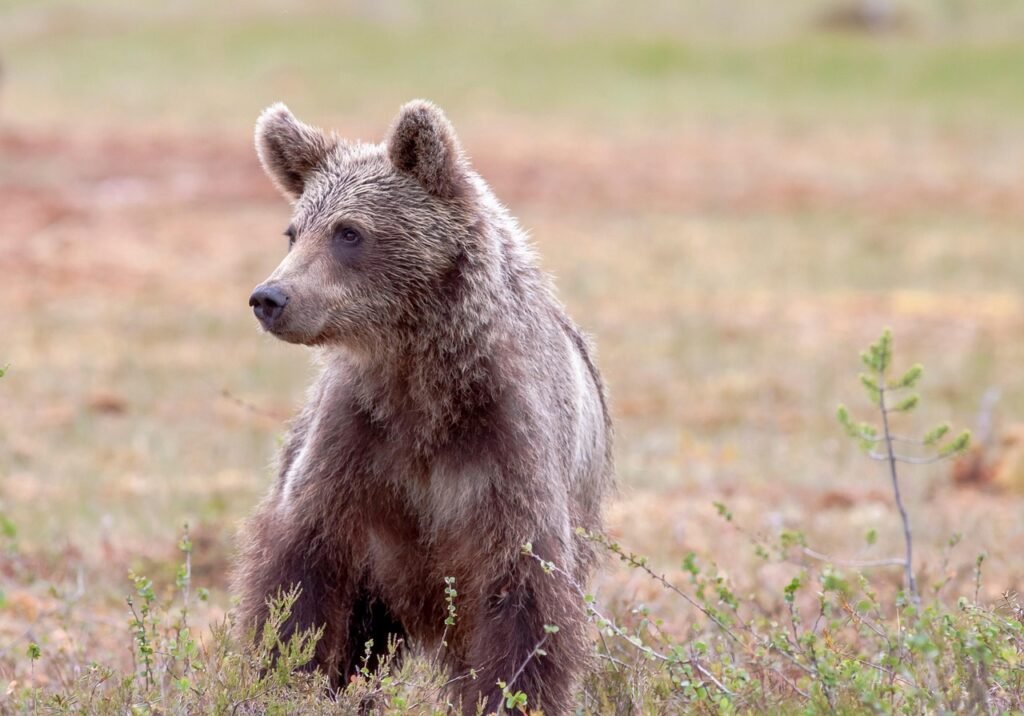 karhu, karhunpentu, ursus arctos, villieläin, suomi, suomussalmi, karhu, karhu, suomi, suomi, suomi, suomi, suomi